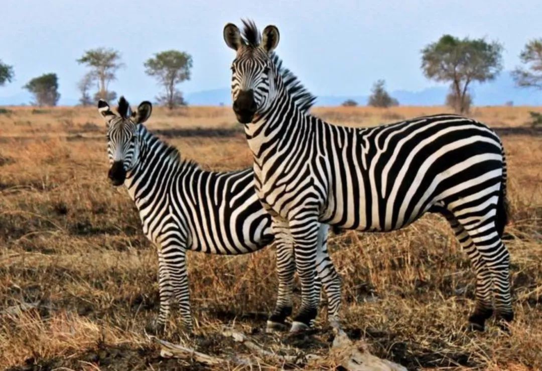 譯銳雙語-斑馬是黑底白條紋還是白底黑條紋?(圖1) 譯銳雙語-斑馬是黑底白條紋還是白底黑條紋?(圖1)